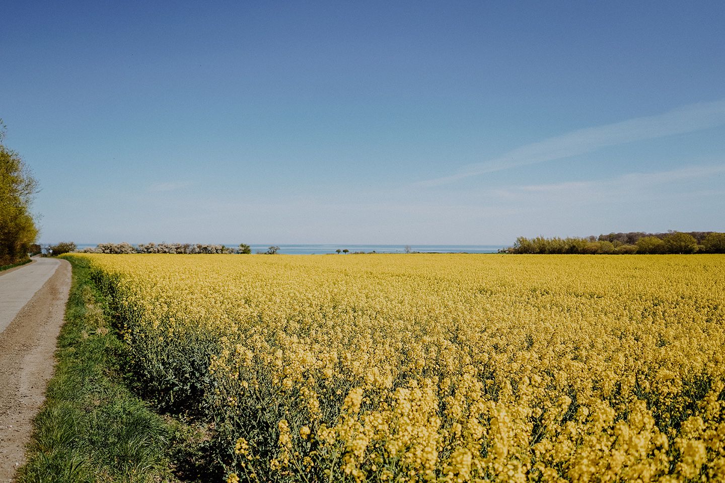 Rapsfeld auf Fehmarn